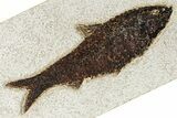 Detailed Fossil Fish (Knightia) - Wyoming #382916-1
